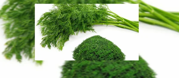 سبزی (شوید خشک )250گرم
